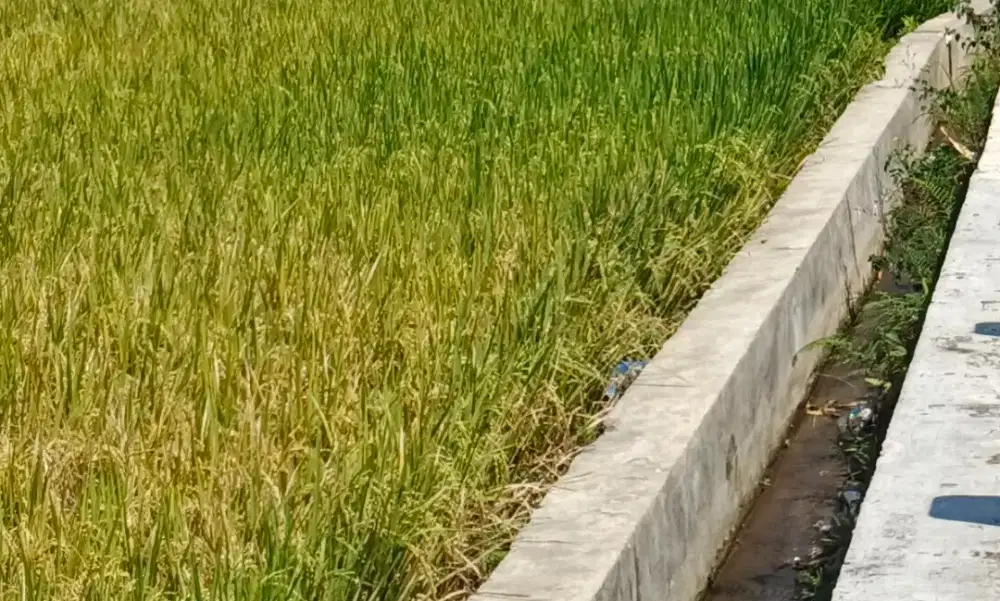 Lahan produktif sedang berkembang
