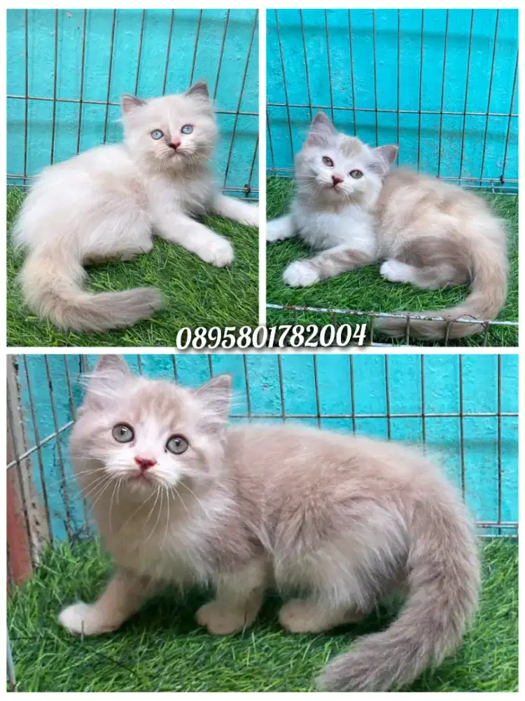 Anak kucing ragdol/kitten ragdol betina /kucing ragdol jantan