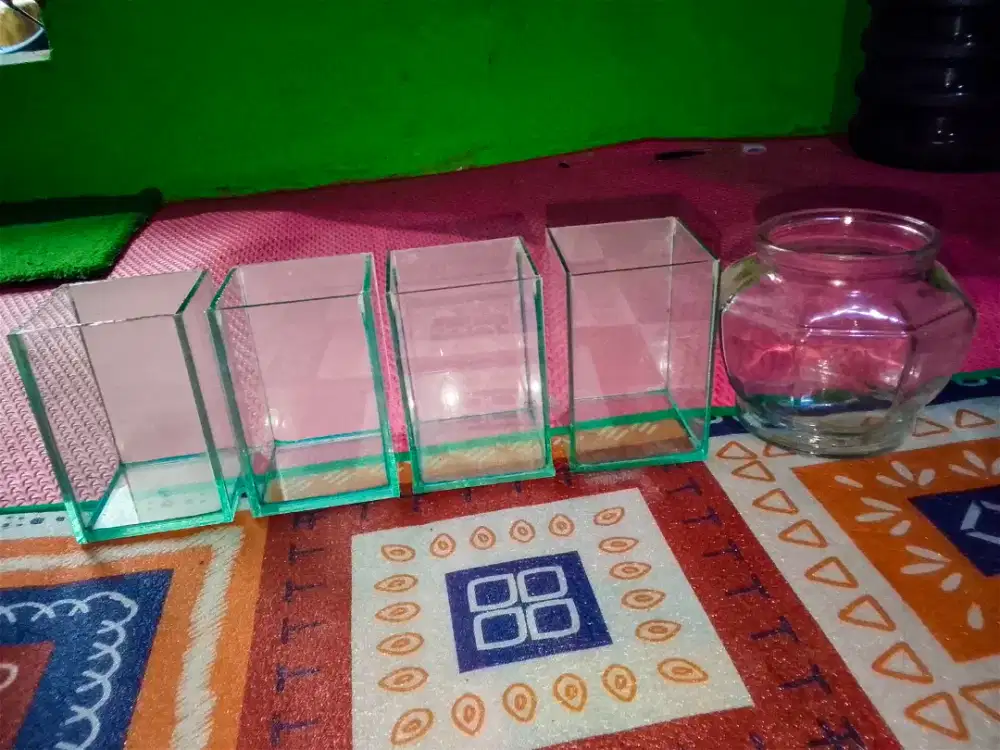 Aquarium ikan cupang