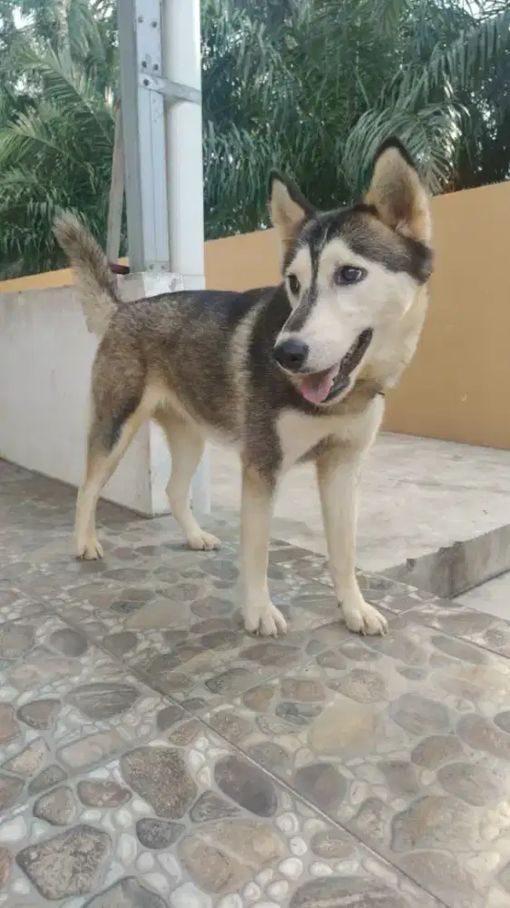 Open adopt Husky Betina