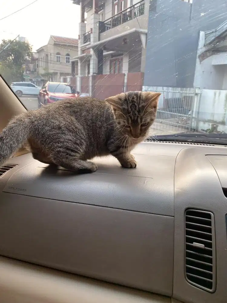 Kucing munchkin jantan