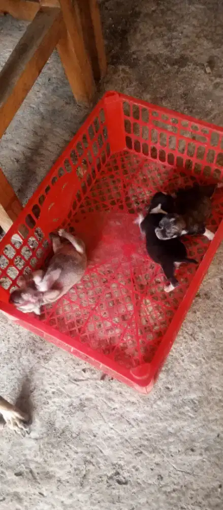 Chihuahua anakan