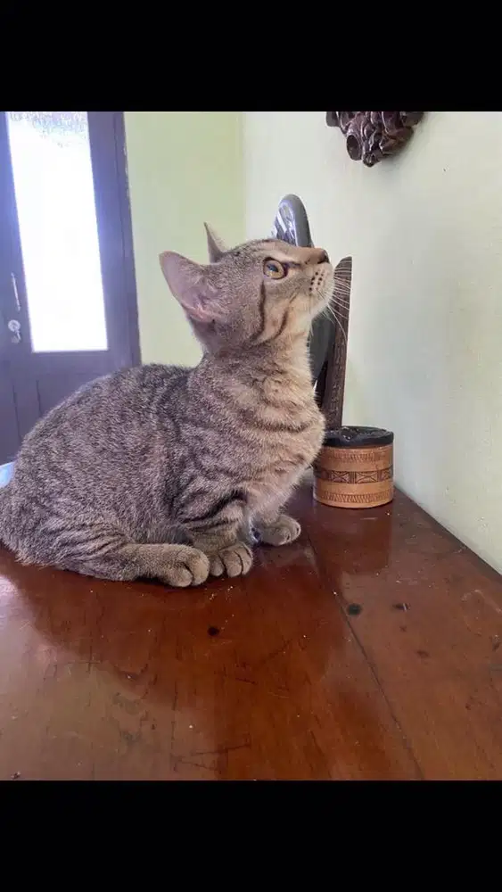 Kucing munchkin jantan