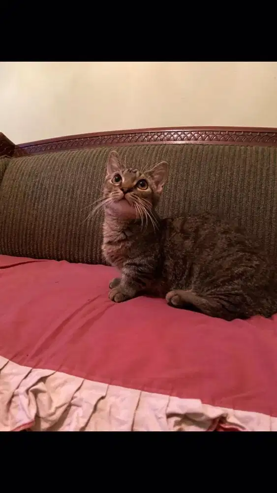 Kucing munchkin jantan