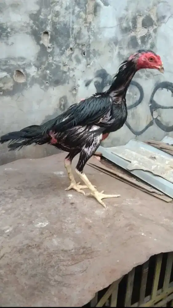 ayam bangkok sisik beras tumpah