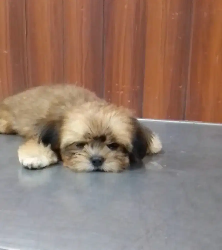 Puppy  ras shitzu