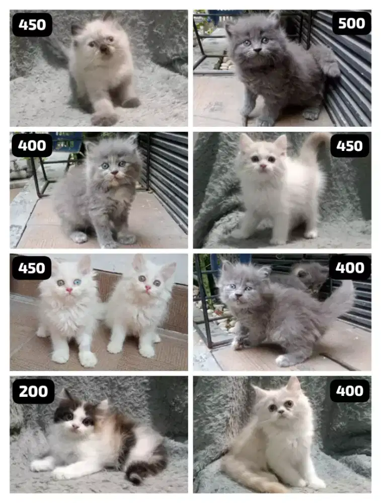 kucing persia lucu