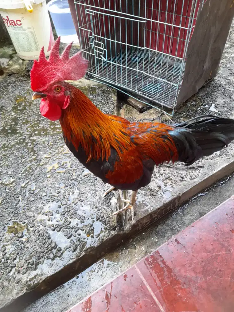 Ayam jantan kampung