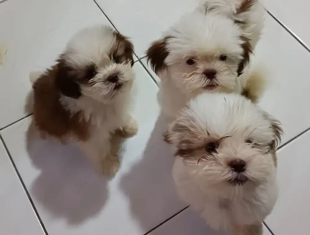 Anak Anjing Shihtzu