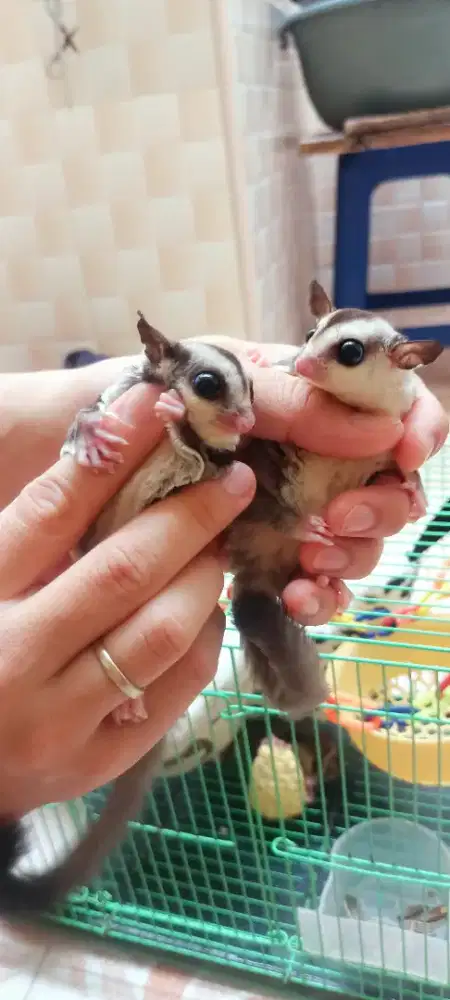 Jual cepat Sugar Glider Mozaik