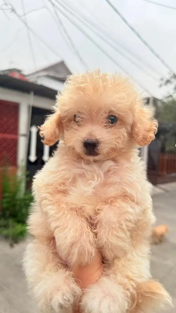 Anakan Toy Poodle Warna apricot/krem Jantan non-stb