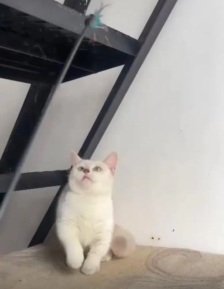 Munchkin bsh betina indukan
