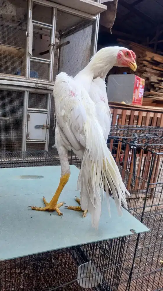 Ayam bangkok hias ekor lidi