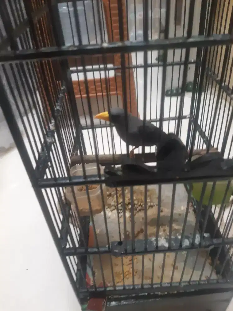 Jual jalak riyo2 rawatan lamaa