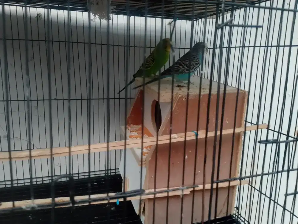 Di jual Burung parkit