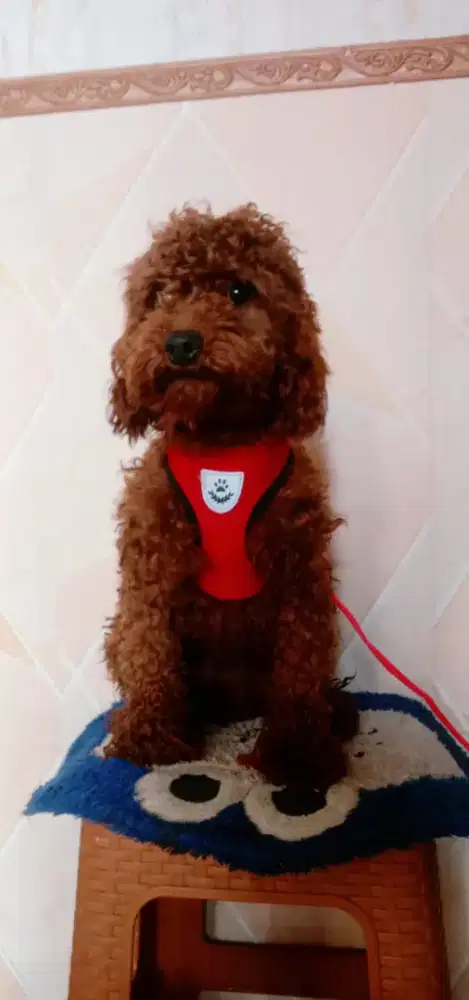 Anjing pudel lucu