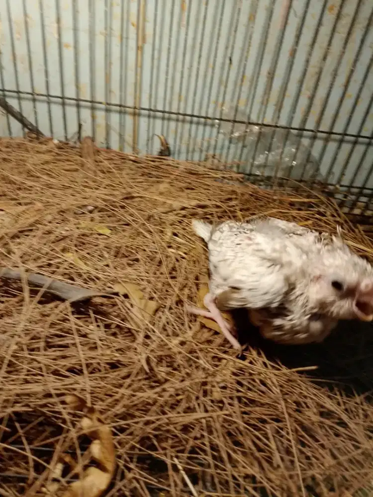 Burung falk white face/WF