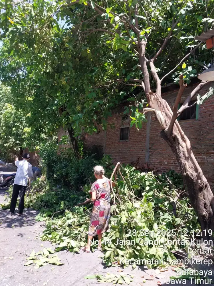 Potong pohon area Surabaya