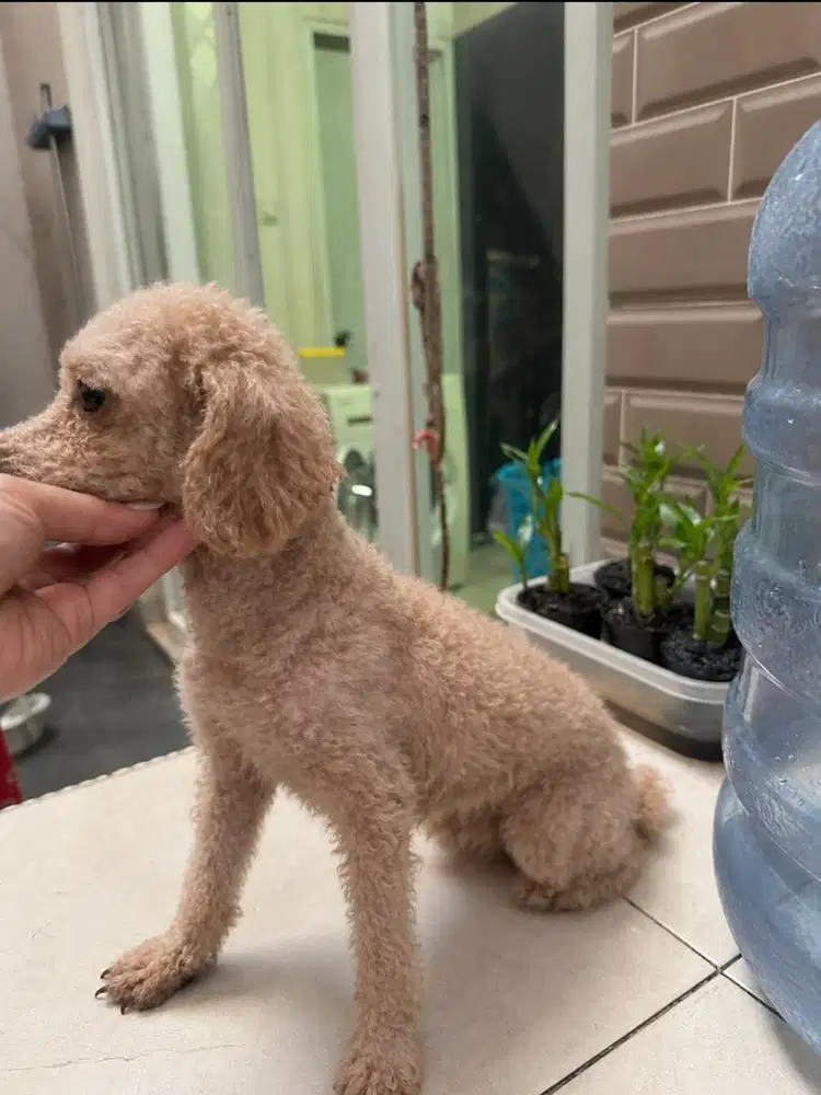 POODLE FAWN BETINA