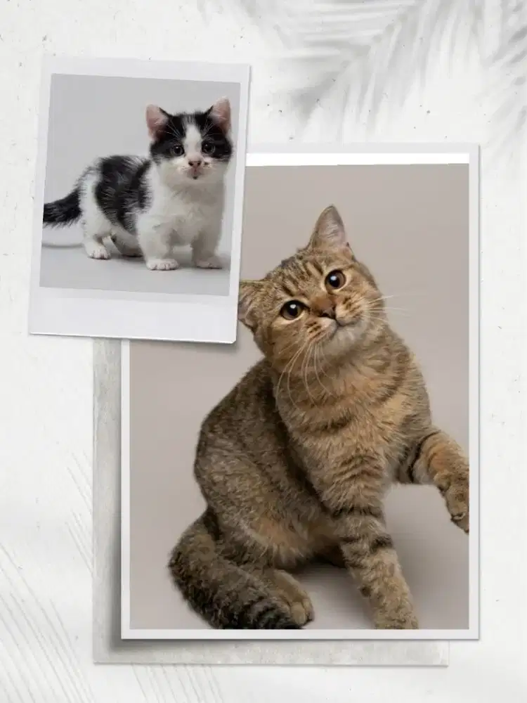 Sepasang Munchkin BSH Betina dan BSH Golden Jantan