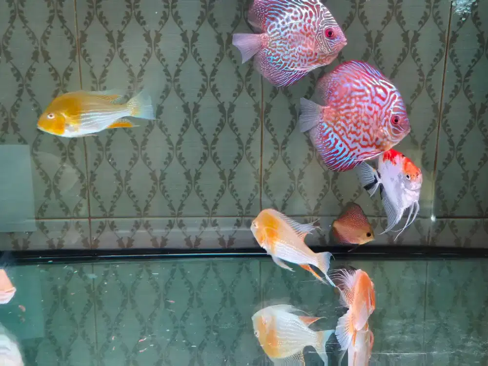 Paket Ikan DISCUS, MANFISH & GEOPHAGUS