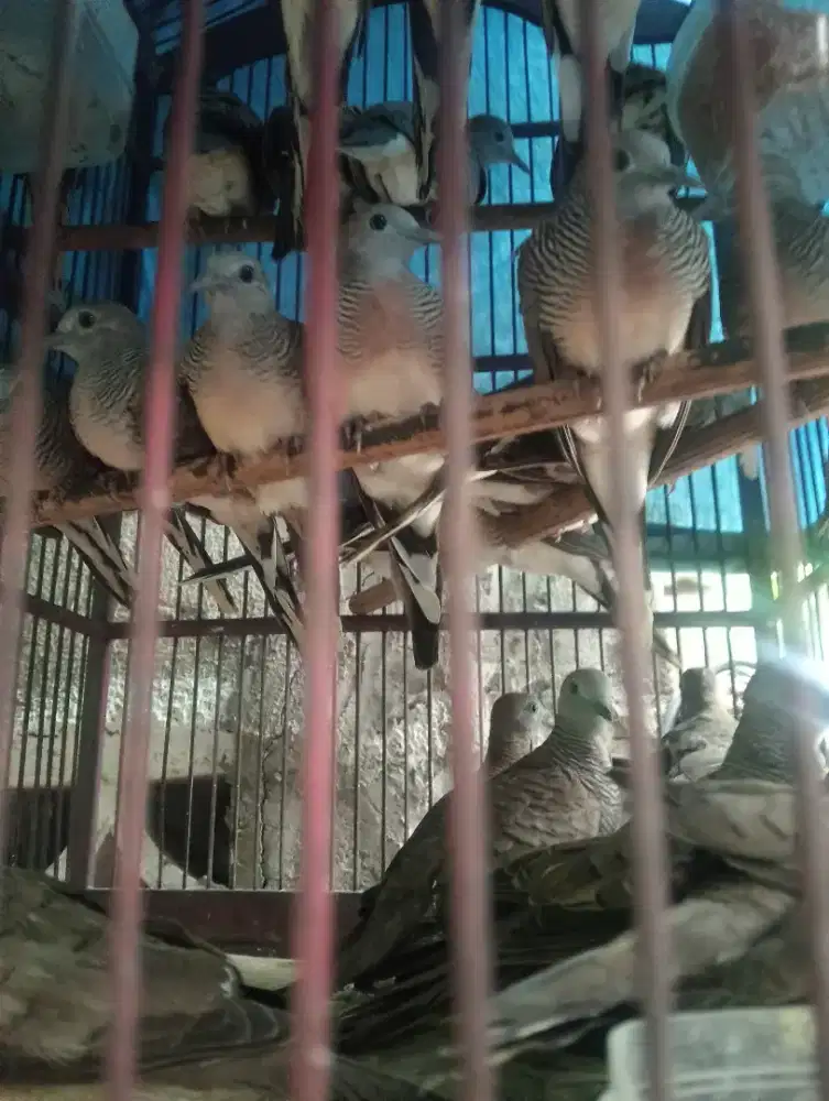 Perkutut lokal super