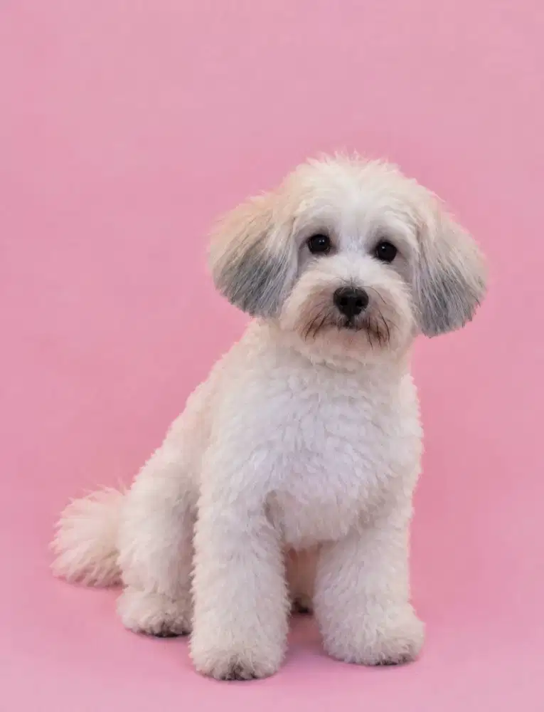 Maltipoo Party Color