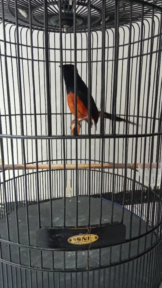 Jual murai batu gacor fullset