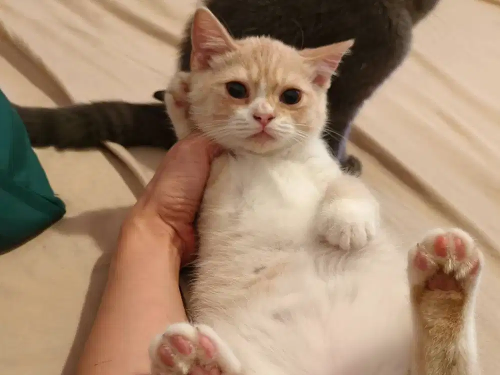 BSH creamy tabby Gemoy