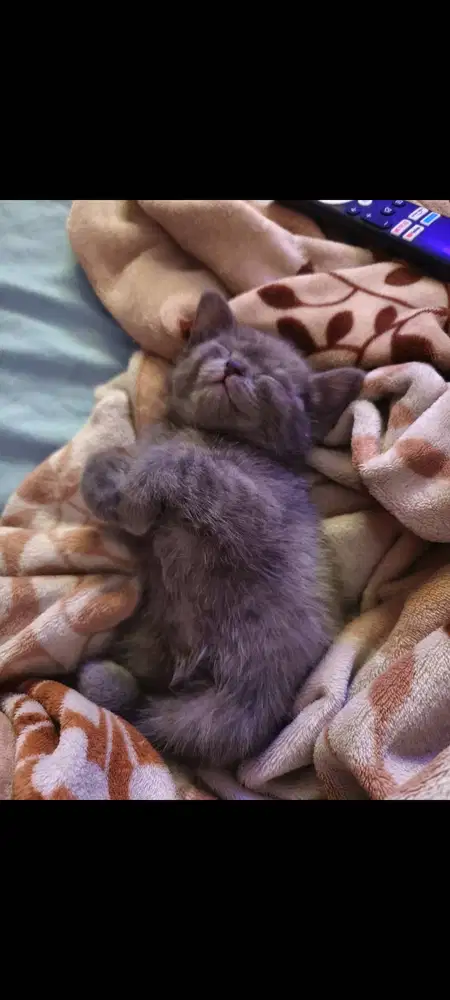 BSH blue Bloodline Impor