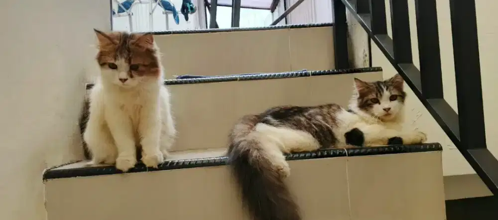 Dua ekor kucing Persia sepasang jantan dan betina 7 bulan