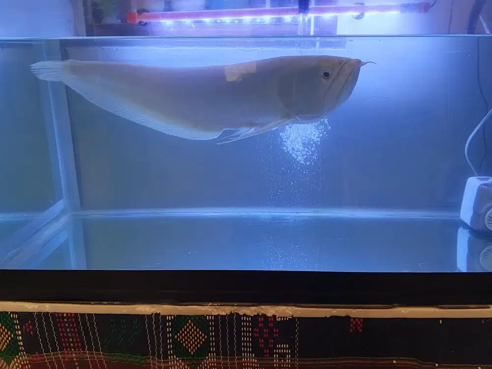 Ikan arwana albino