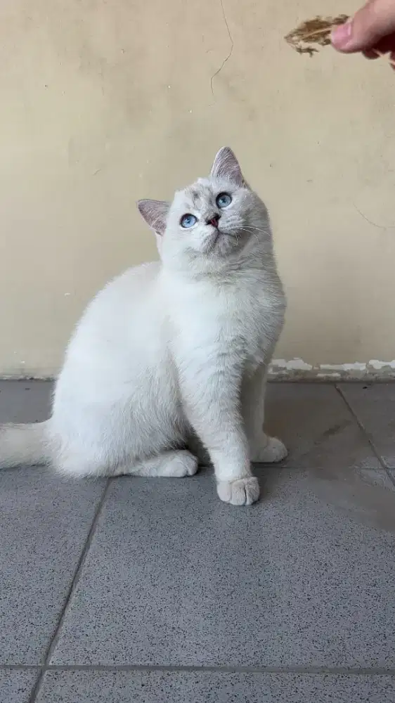 Kucing SF x BSH