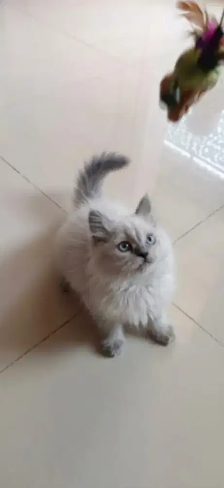 Kitten Himalaya ragdoll