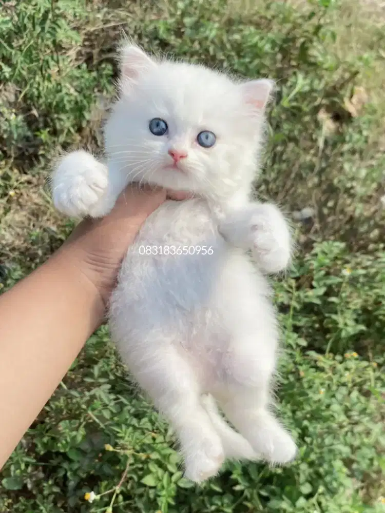 Kucing Persia x Bsh