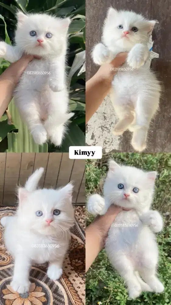 Kucing Persia x Bsh