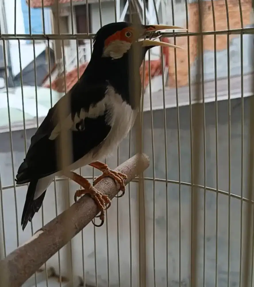 Jalak suren jos