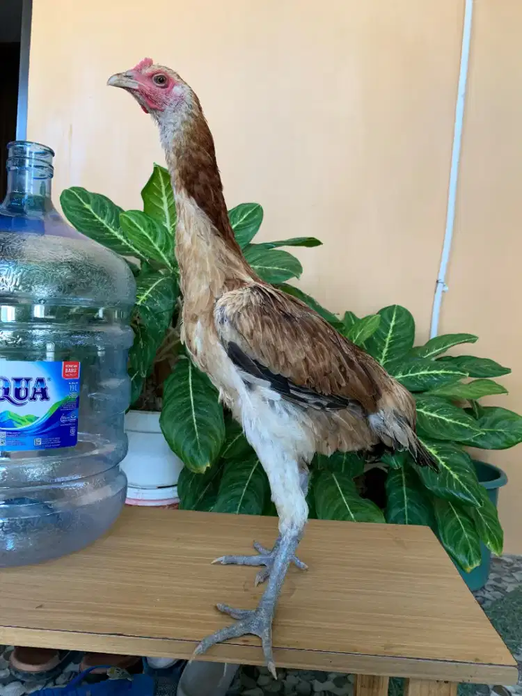 Ayam pelung betina 5 bulanan