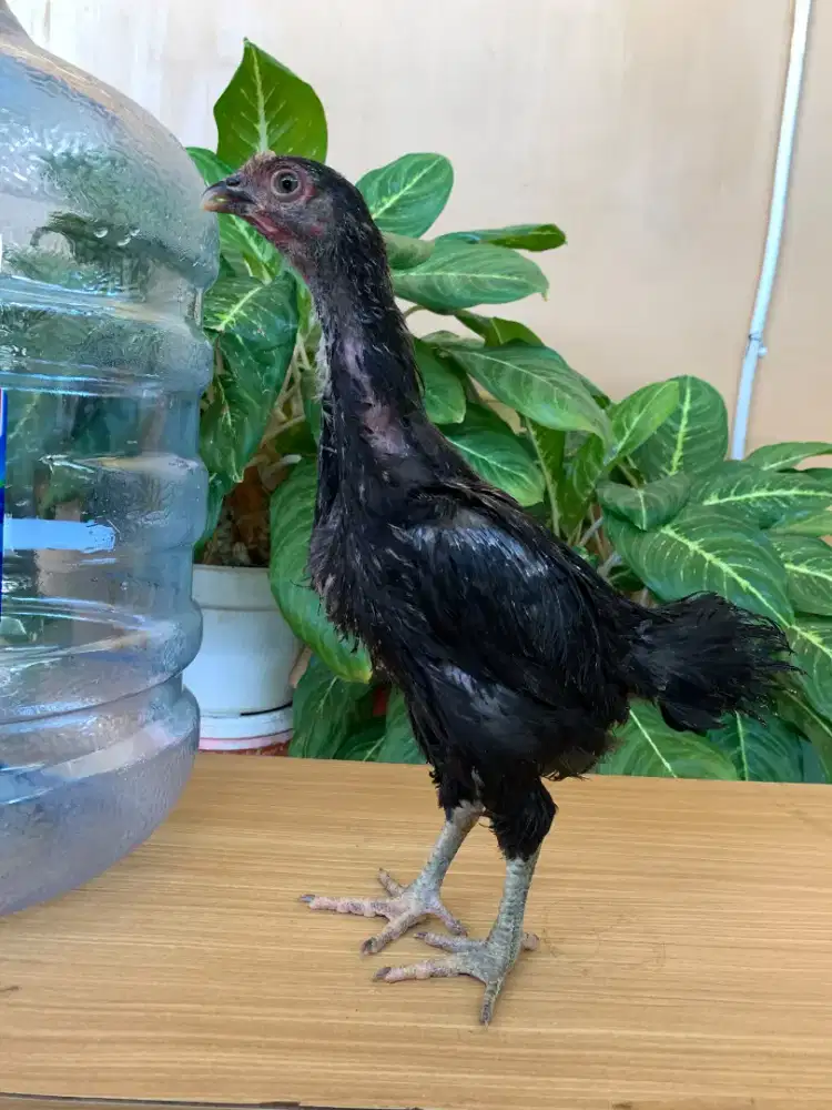 Ayam pelung betina 2,5 bulan
