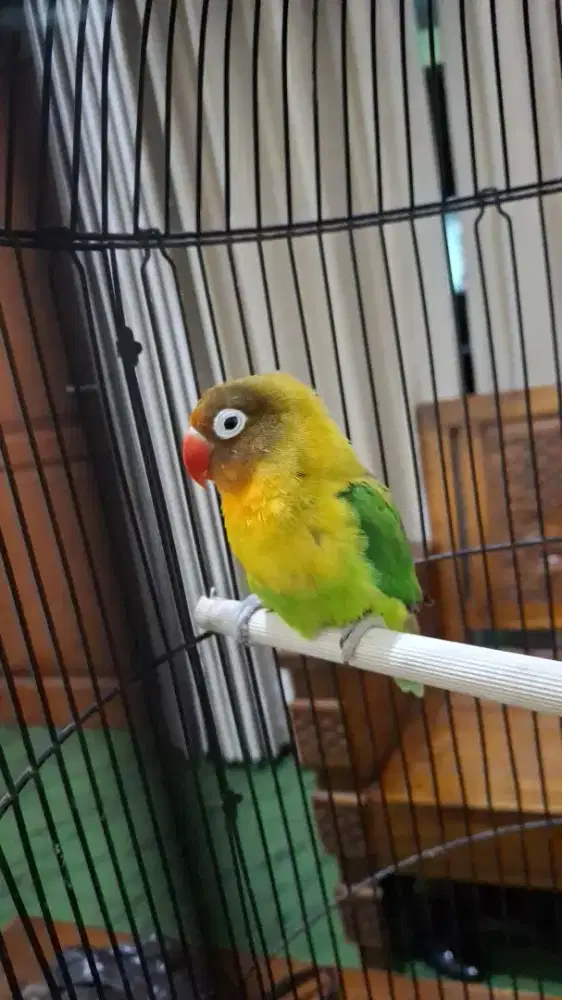 Love bird josan