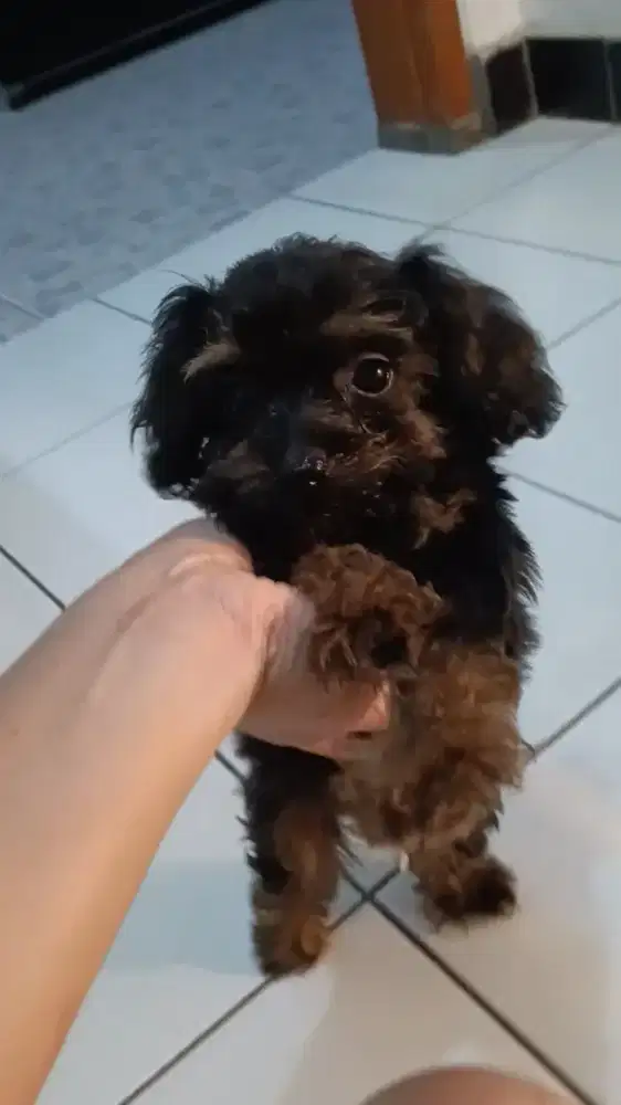 Toy Poodle Phantom