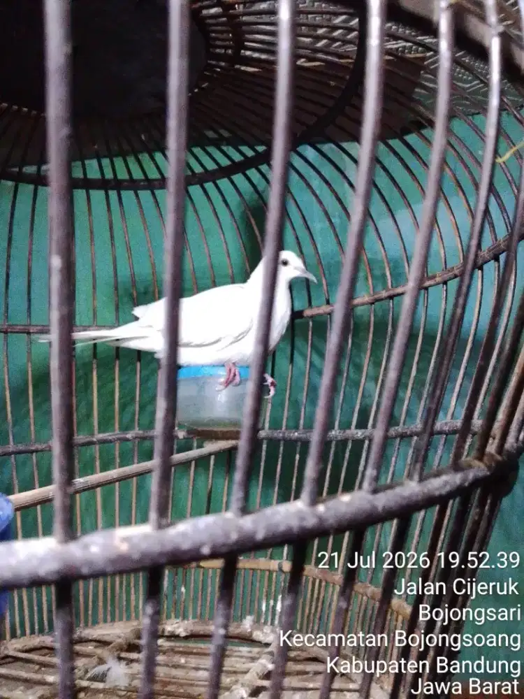 Tekukur derkuku putih gacor owor owor