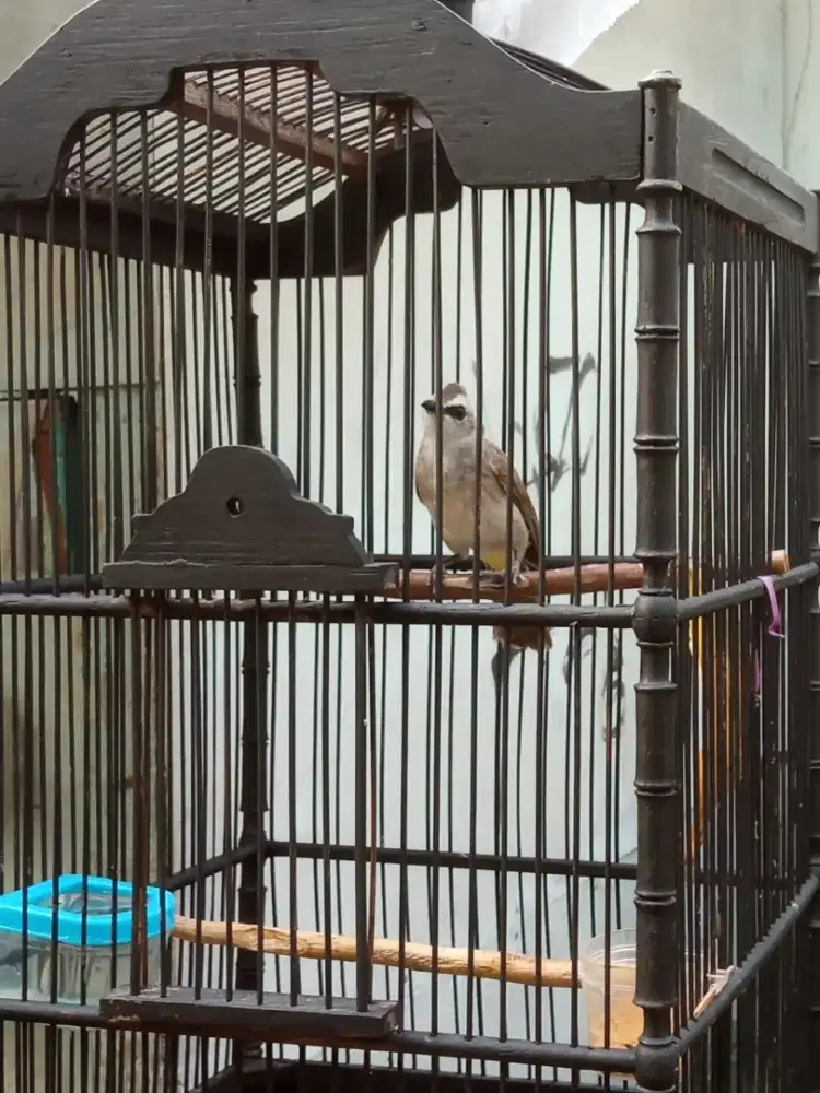 Burung trucuk plus kandang