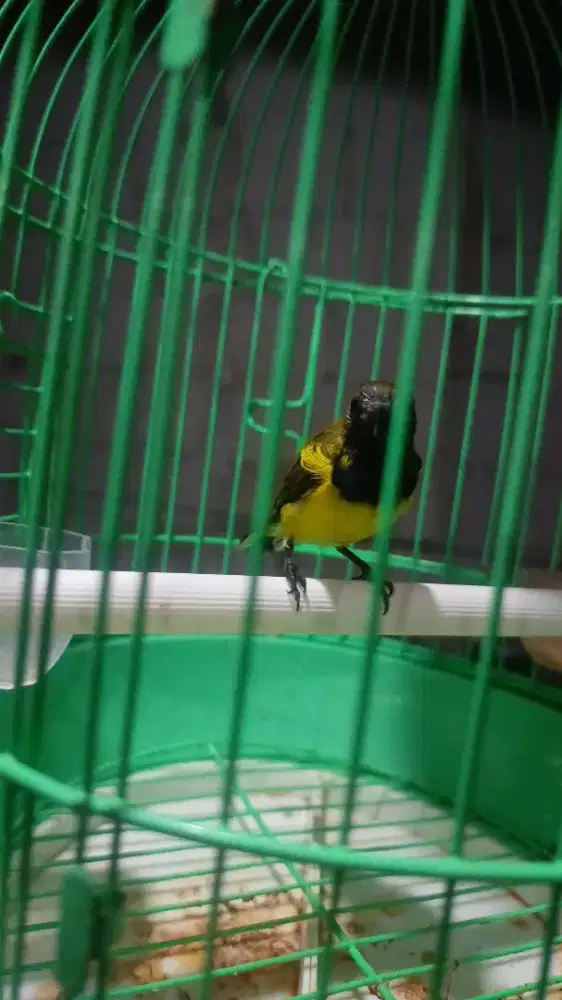 Sogon harian bunyi burung sehat