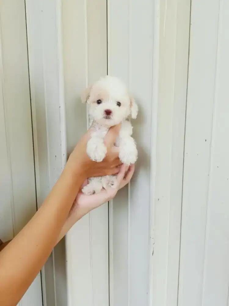Poodle Party Jantan 2 bulan