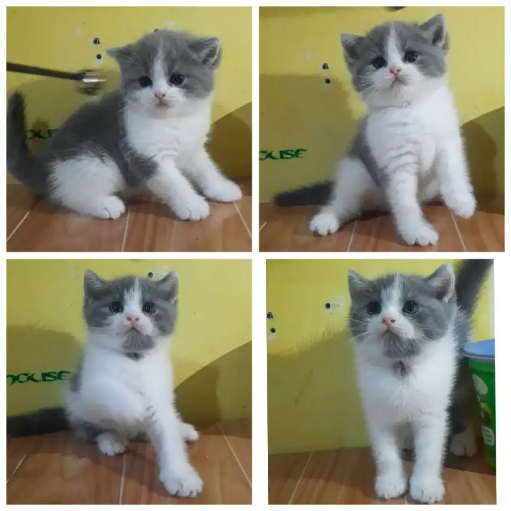 Kitten bsh abu putih