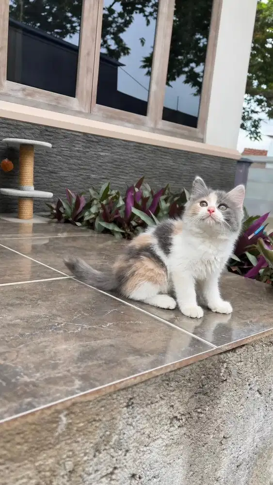 Kucing kitten persia medium flatnose