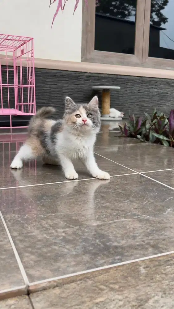 Kucing kitten persia flatnose medium