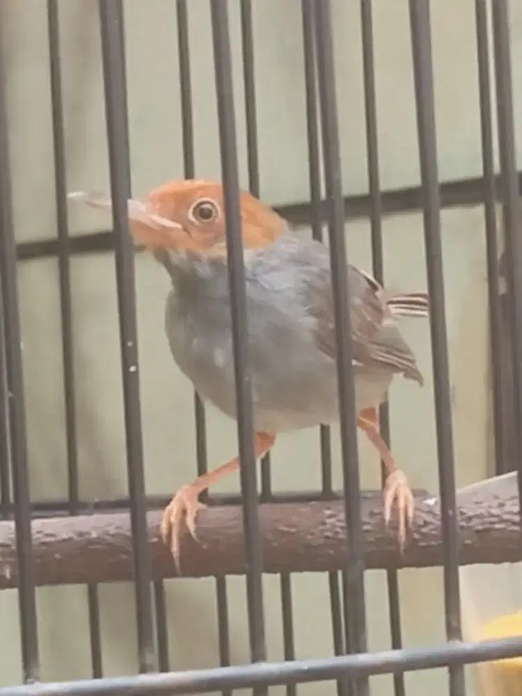 Burung  prenjak
