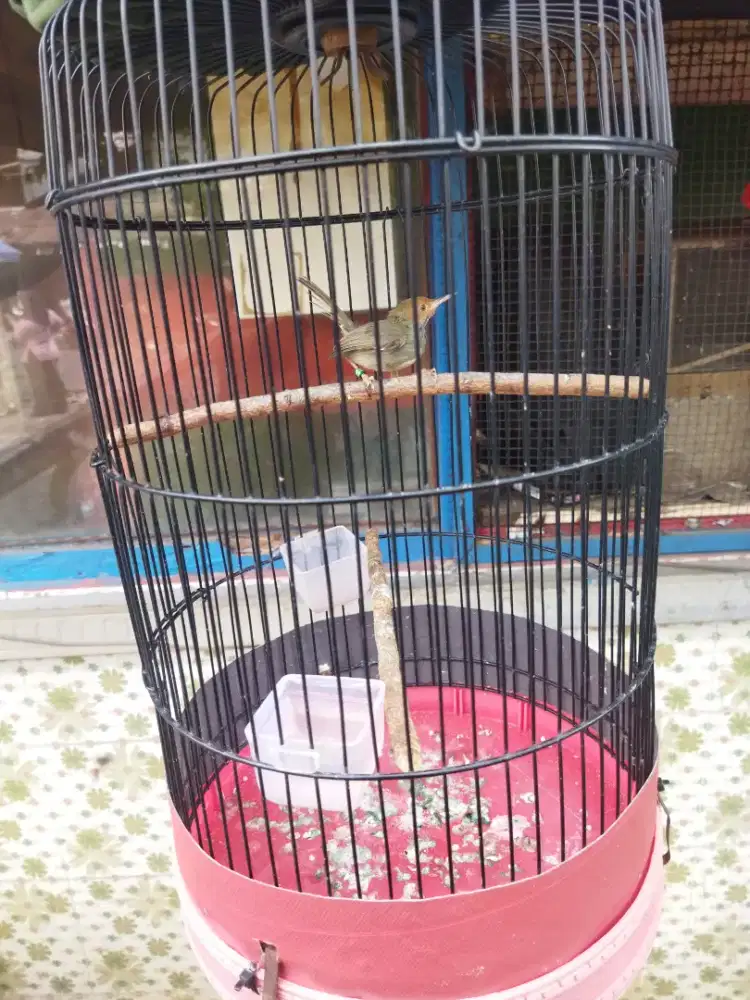 Prenjak atas jantan pur total
